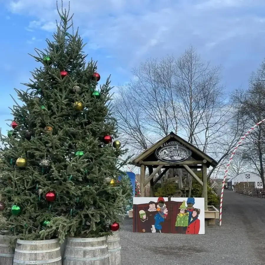 CHRISTMAS TREES FOR SALE 1 at Fink's Country Farm