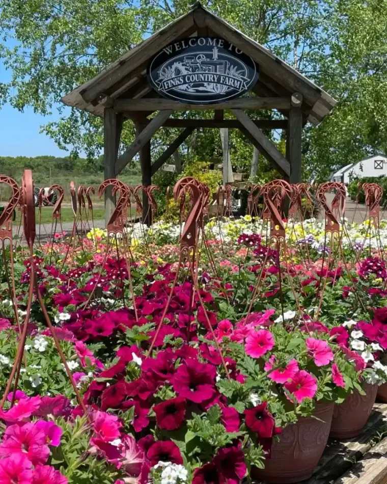 Flowers at Fink's Country Farm