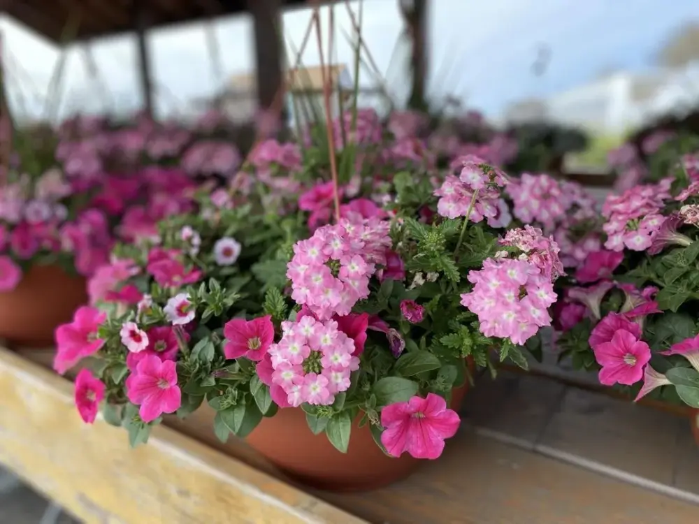 Hanging baskets at the farm stand