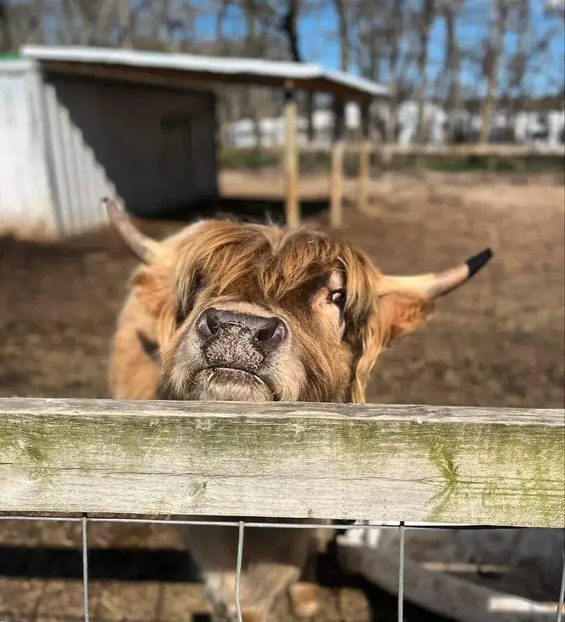 Barnyard animals