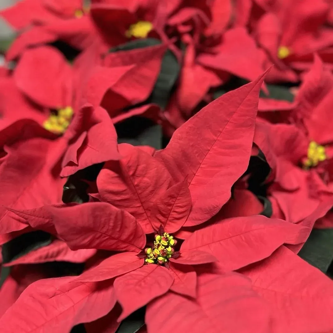 Locally grown poinsettias at Fink's Country Farm