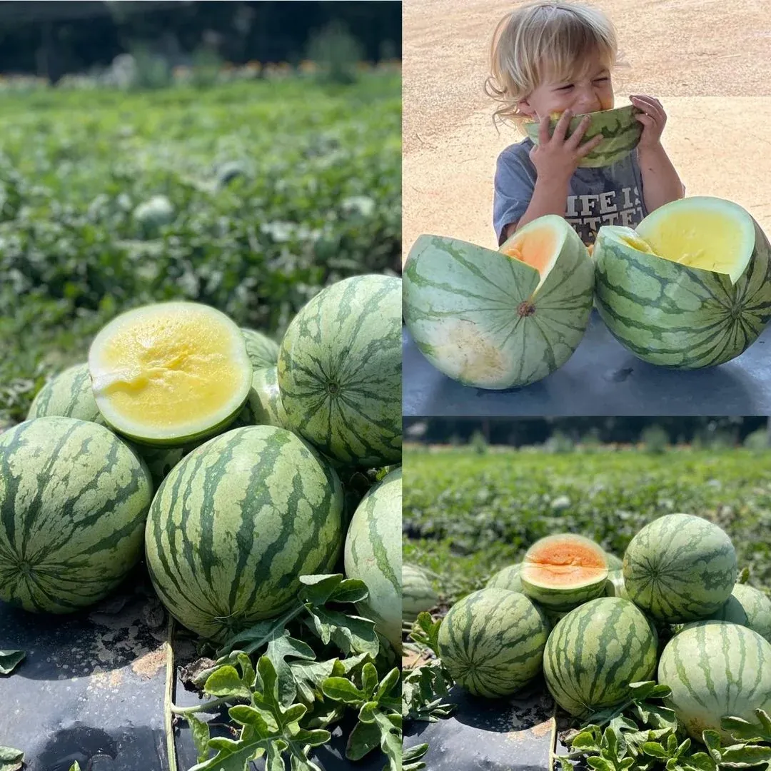 Watermelon img1 at Fink's Country Farm