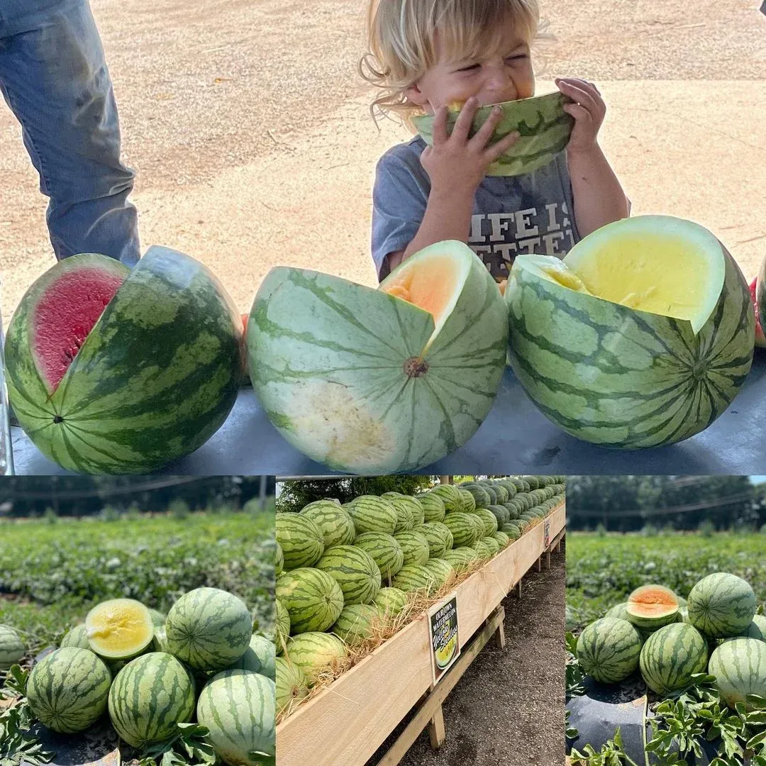 Watermelon img2 at Fink's Country Farm